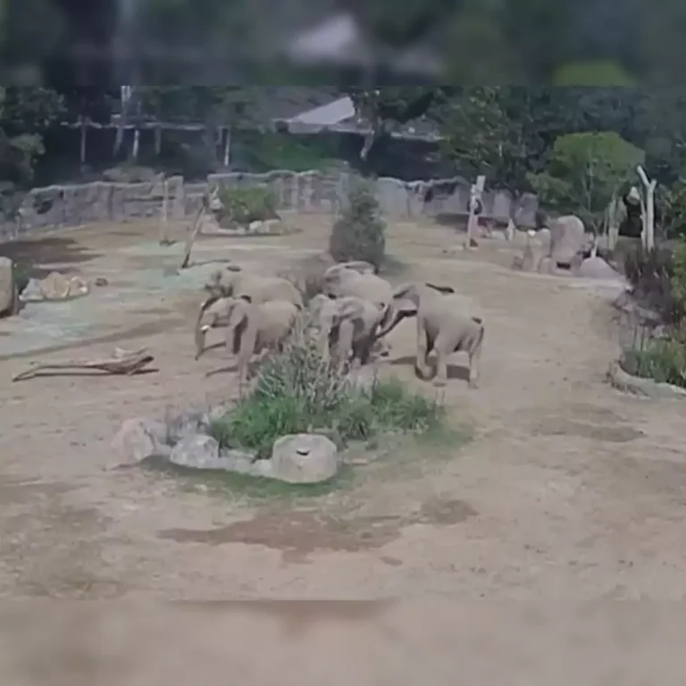 alert circle