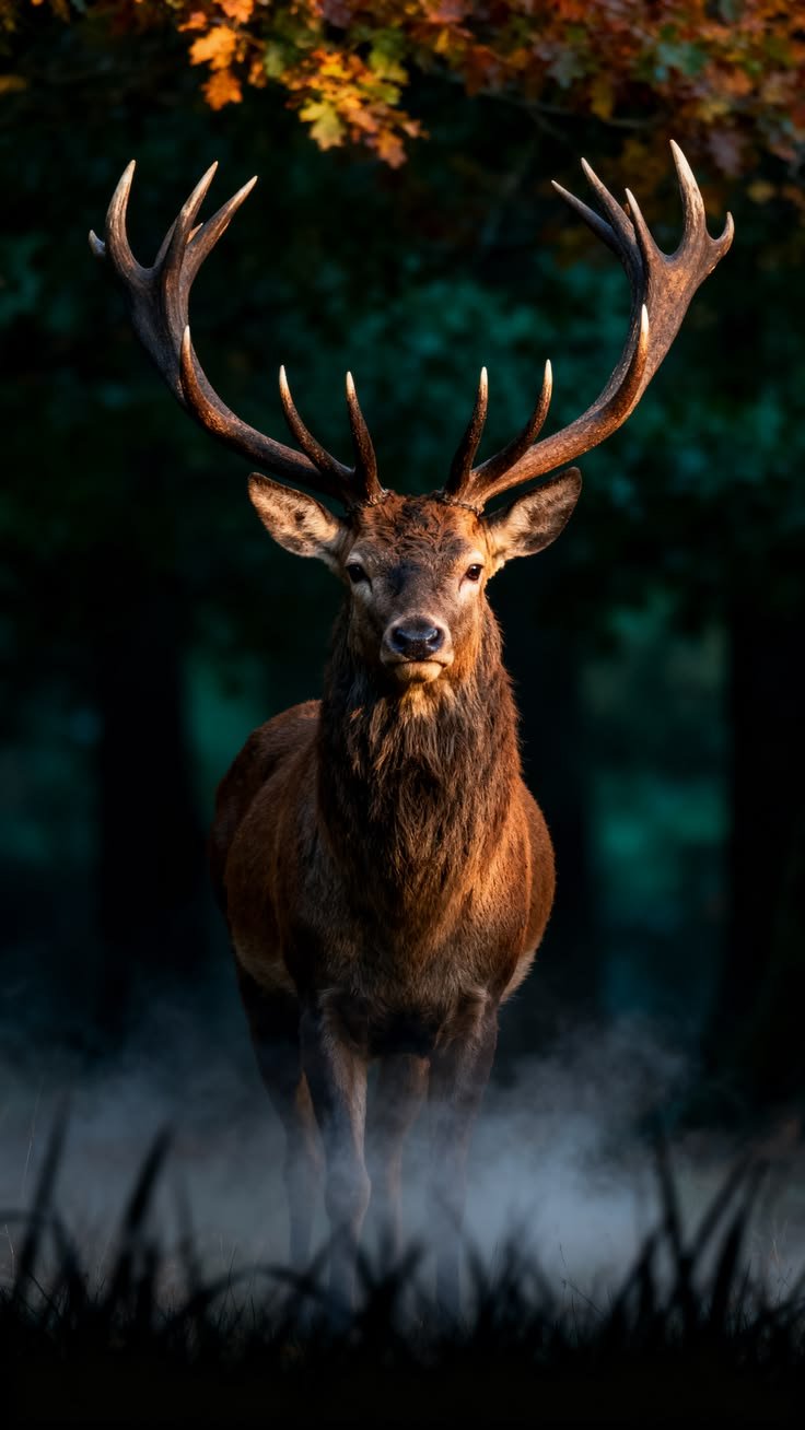 Red Deer,