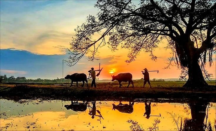 🌾 Farmers Working in the Golden Fields