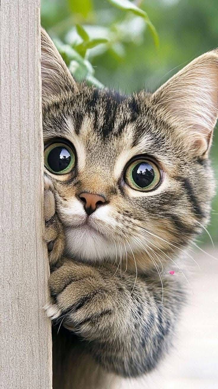 Cute Cat Peeking