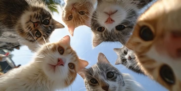 The Curious Cat Circle