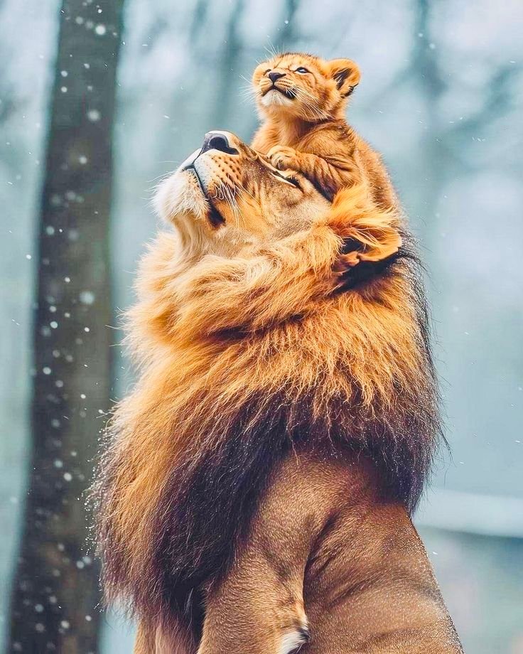 The King and His Little Prince