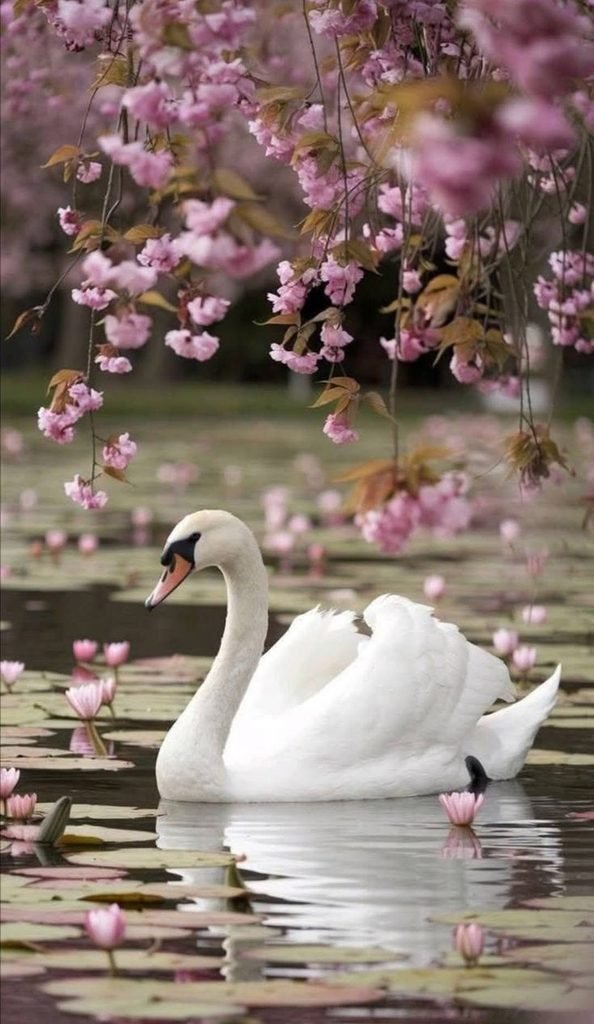 🦢 Elegant Swan in a Lotus Pond