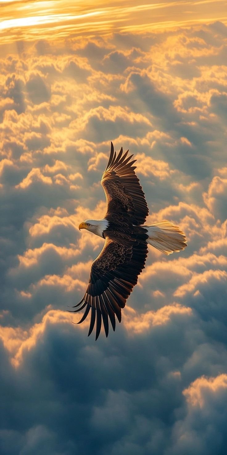 Majestic Eagle Flying in the Sky – Aesthetic Nature Wallpaper