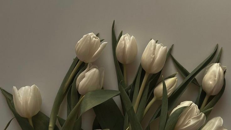 🌷 Elegant White Tulip Aesthetic Wallpaper – Soft Floral Beauty for Desktop