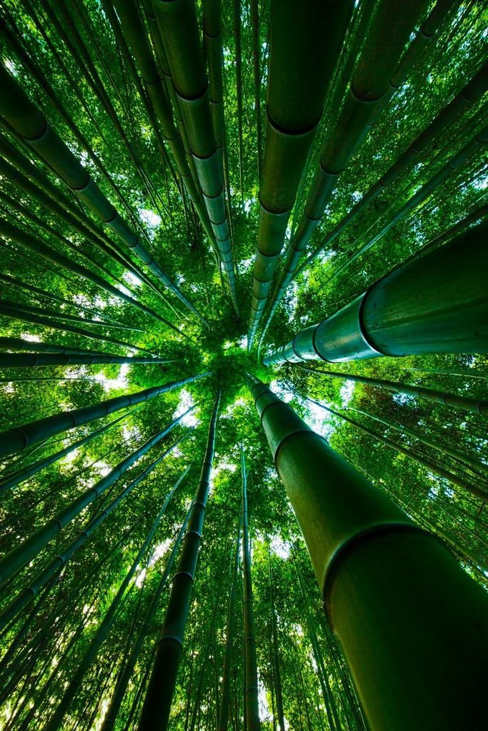 🎋 Beneath the Bamboo Canopy