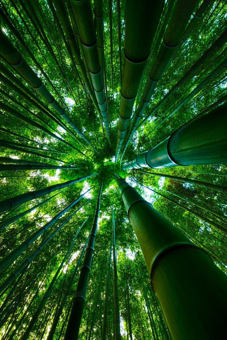 🎋 Beneath the Bamboo Canopy