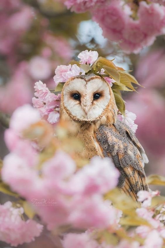 🦉 Owl Among the Cherry Blossoms