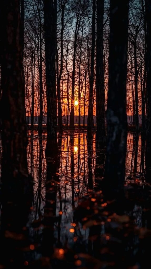 🌅 Sunset Through the Woods
