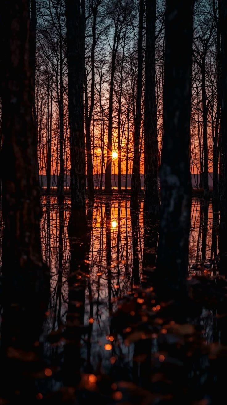 🌅 Sunset Through the Woods