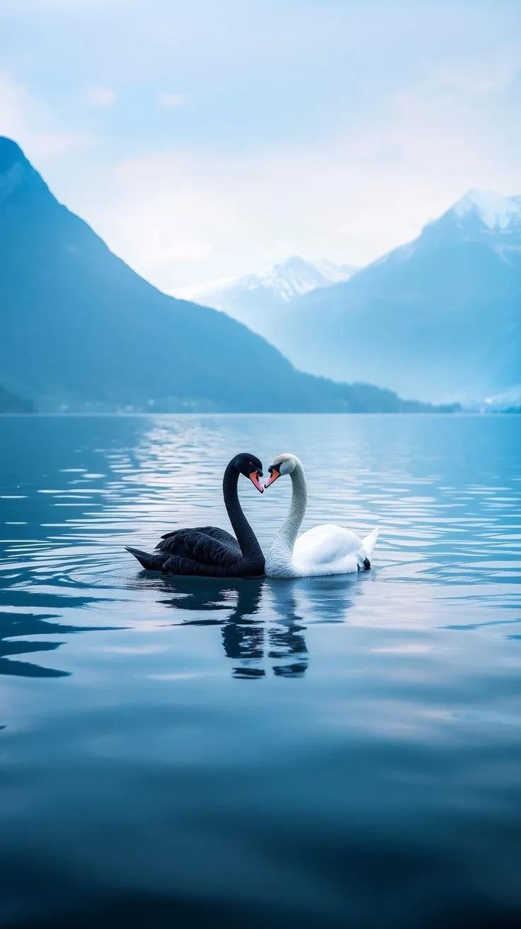 🦢 Black and White Swans in Harmony