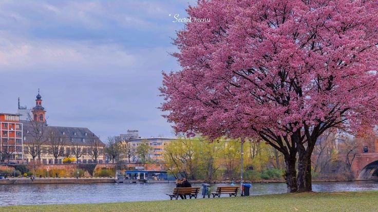 🌸 Spring Blossoms by the Riverside