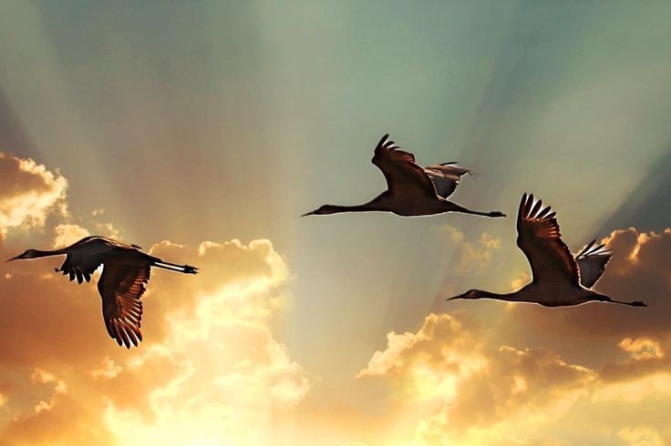 🕊️ Cranes Flying into the Sunset