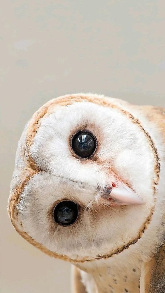 🦉 Silent Wisdom