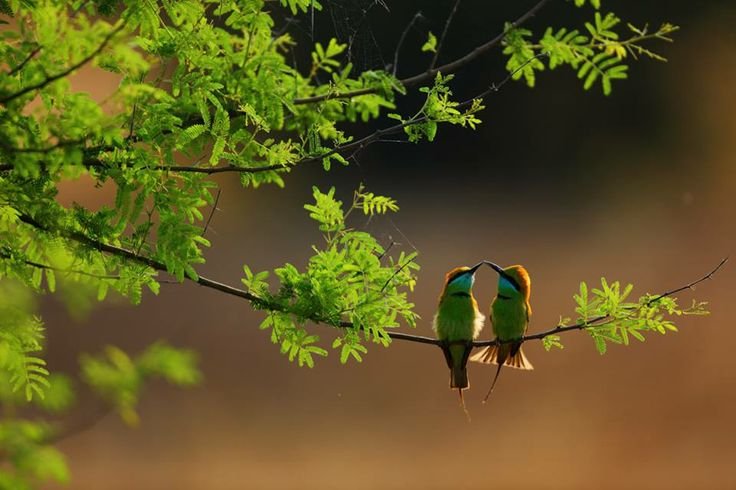 🐦 Two Birds Sharing a Quiet Moment
