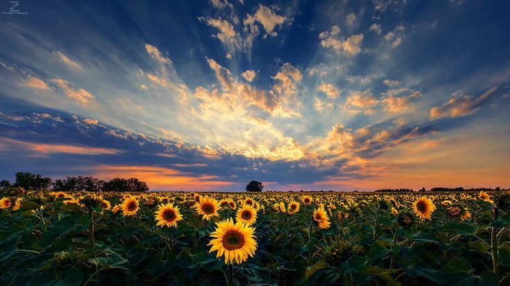 🌻 Sunflowers Beneath a Golden Sky