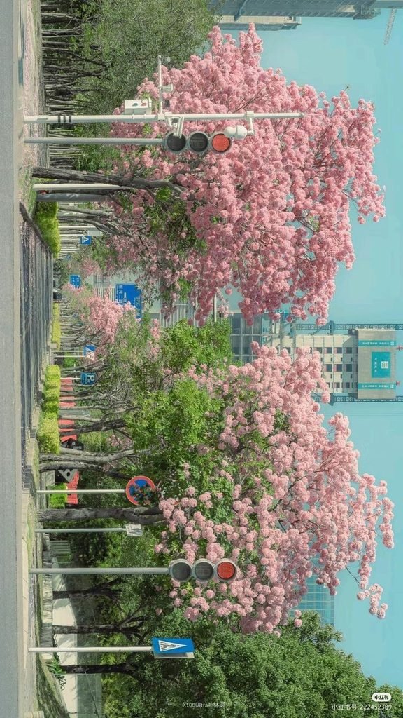 🌸 Pink Blossom Streets: Dreamy Spring City Aesthetic