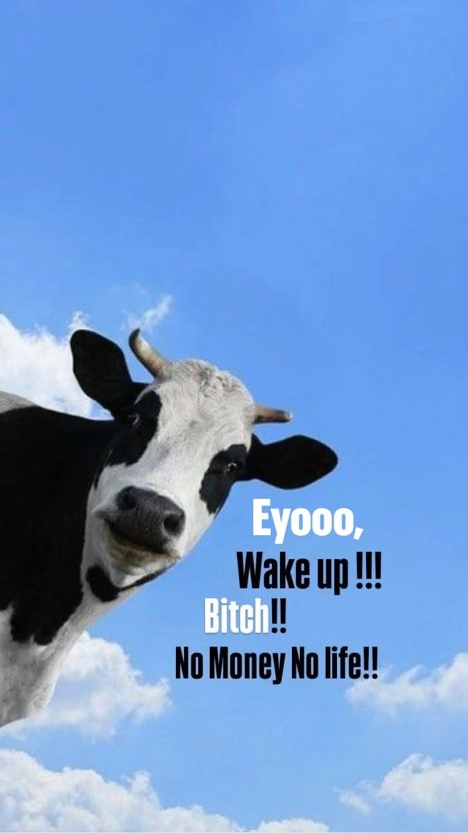 Funny Cow Wake Up Meme Wallpaper – No Money No Life