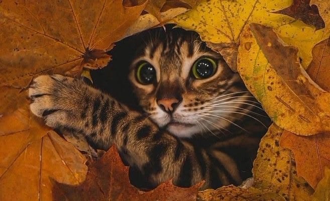 Bengal Cat