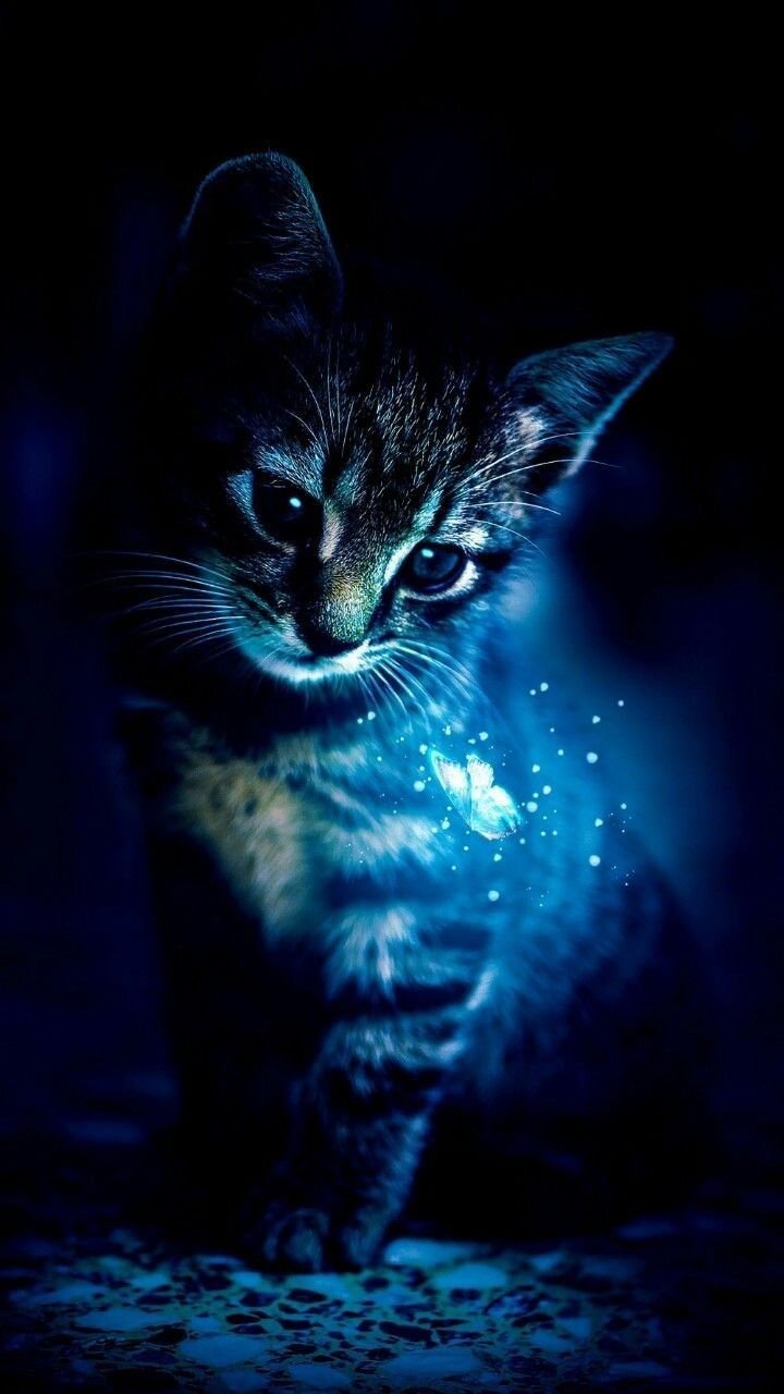 Glowing Cat