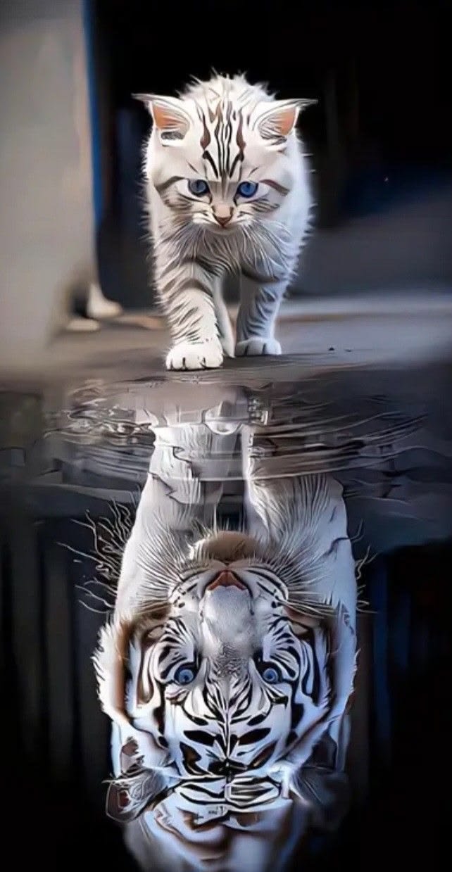 Cat Reflection Tiger In Water 
