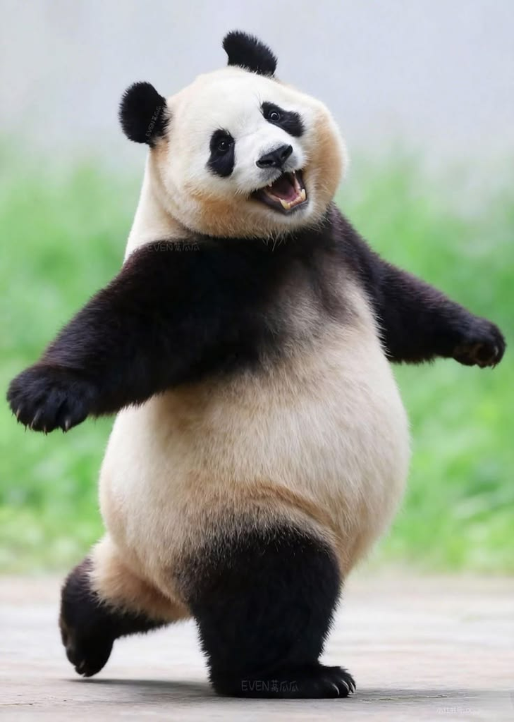 POV: The Panda Has More Swag Than You 😂🐼