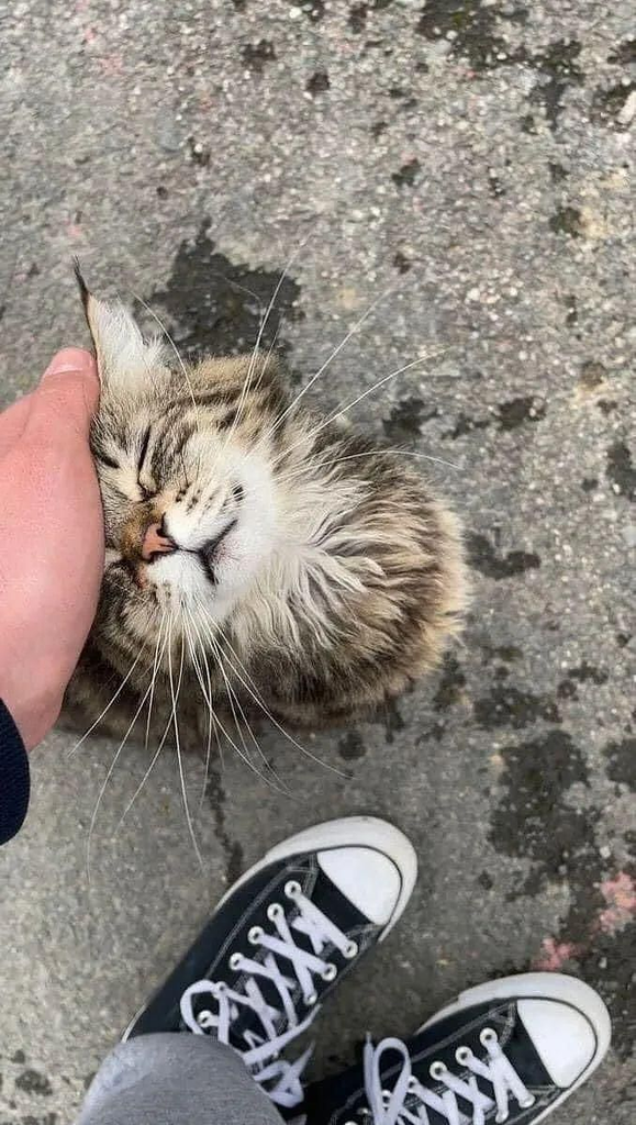 Some Love Comes With Whiskers 🐱🤍